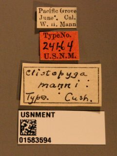 Clistopyga manni by the Smithsonian. Used under a CC0 license.