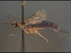 Clistopyga manni by the Smithsonian. Used under a CC0 license.