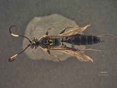 Coelichneumon neomexicanus by the Smithsonian. Used under a CC0 license.