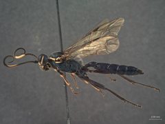 Coelichneumon neomexicanus by the Smithsonian. Used under a CC0 license.