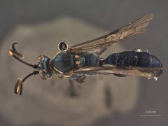 Coelichneumon nudus by the Smithsonian. Used under a CC0 license.