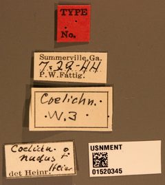 Coelichneumon nudus by the Smithsonian. Used under a CC0 license.