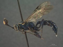 Coelichneumon nudus by the Smithsonian. Used under a CC0 license.