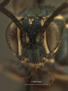 Coelichneumon nudus by the Smithsonian. Used under a CC0 license.