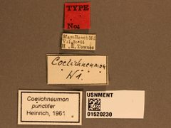 Coelichneumon punctifer by the Smithsonian. Used under a CC0 license.