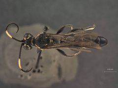Coelichneumon punctifer by the Smithsonian. Used under a CC0 license.