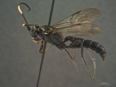 Coelichneumon punctifer by the Smithsonian. Used under a CC0 license.