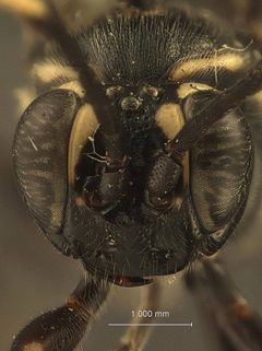 Coelichneumon punctifer by the Smithsonian. Used under a CC0 license.