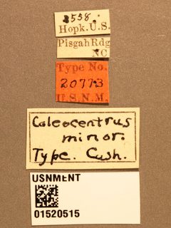 Coleocentrus minor by the Smithsonian. Used under a CC0 license.