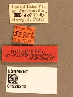 Coleocentrus rufocoxalis by the Smithsonian. Used under a CC0 license.