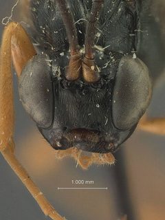Coleocentrus rufocoxalis by the Smithsonian. Used under a CC0 license.