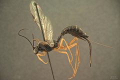 Coleocentrus rufocoxalis by the Smithsonian. Used under a CC0 license.