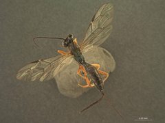 Coleocentrus rufocoxalis by the Smithsonian. Used under a CC0 license.