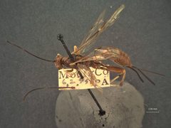 Coleocentrus similis by the Smithsonian. Used under a CC0 license.