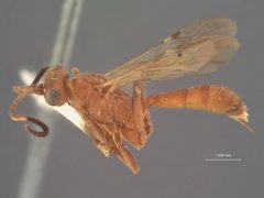 Colpognathus annulicornis by the Smithsonian. Used under a CC0 license.