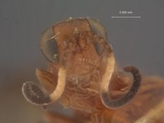 Colpognathus annulicornis by the Smithsonian. Used under a CC0 license.