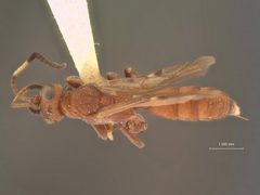 Colpognathus annulicornis by the Smithsonian. Used under a CC0 license.