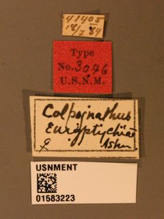 Colpognathus euryptychiae by the Smithsonian. Used under a CC0 license.