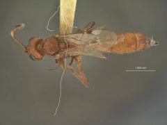 Colpognathus euryptychiae by the Smithsonian. Used under a CC0 license.