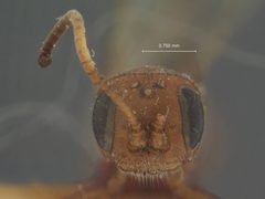 Colpognathus euryptychiae by the Smithsonian. Used under a CC0 license.