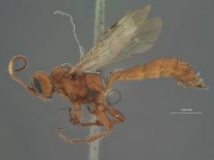 Colpognathus euryptychiae by the Smithsonian. Used under a CC0 license.