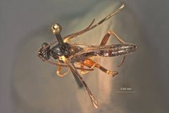 Colpotrochia cinctiventris by the Smithsonian. Used under a CC0 license.
