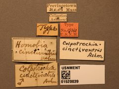Colpotrochia cinctiventris by the Smithsonian. Used under a CC0 license.