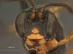 Colpotrochia cinctiventris by the Smithsonian. Used under a CC0 license.