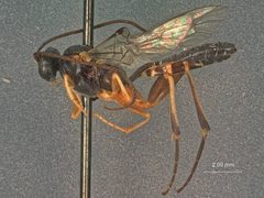 Colpotrochia cinctiventris by the Smithsonian. Used under a CC0 license.
