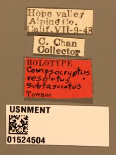 Compsocryptus resolutus subfasciatus by the Smithsonian. Used under a CC0 license.