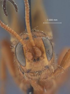 Compsocryptus resolutus subfasciatus by the Smithsonian. Used under a CC0 license.