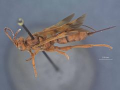 Compsocryptus resolutus subfasciatus by the Smithsonian. Used under a CC0 license.
