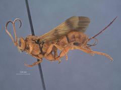 Compsocryptus resolutus subfasciatus by the Smithsonian. Used under a CC0 license.