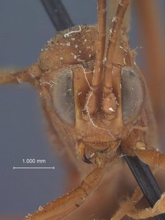 Compsocryptus texensis by the Smithsonian. Used under a CC0 license.
