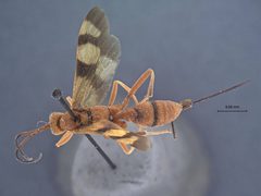 Compsocryptus texensis by the Smithsonian. Used under a CC0 license.