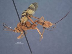 Compsocryptus texensis by the Smithsonian. Used under a CC0 license.