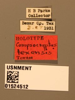 Compsocryptus texensis by the Smithsonian. Used under a CC0 license.