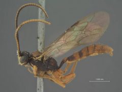 Cratichneumon confusus by the Smithsonian. Used under a CC0 license.