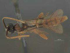 Cratichneumon confusus by the Smithsonian. Used under a CC0 license.