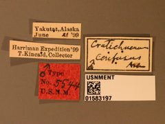 Cratichneumon confusus by the Smithsonian. Used under a CC0 license.