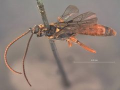 Cratichneumon yakutatensis by the Smithsonian. Used under a CC0 license.