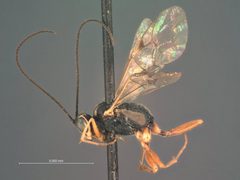 Cremastus (Zaleptopygus) bilineatus by the Smithsonian. Used under a CC0 license.