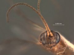Cremastus bruneiceps by the Smithsonian. Used under a CC0 license.