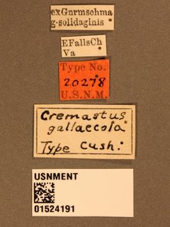 Cremastus (Zaleptopygus) gallaecola by the Smithsonian. Used under a CC0 license.