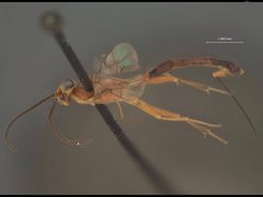 Cremastus graciliventris by the Smithsonian. Used under a CC0 license.