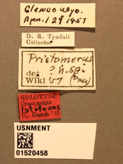 Cremastus latifrons by the Smithsonian. Used under a CC0 license.