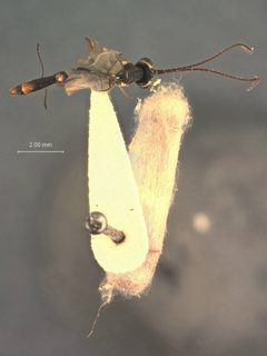 Cremastus pterophori by the Smithsonian. Used under a CC0 license.