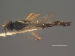 Cremastus rhyacioniae by the Smithsonian. Used under a CC0 license.