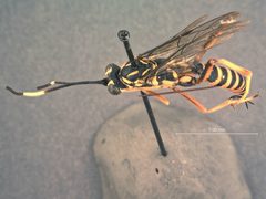 Cryptanura bilineata by the Smithsonian. Used under a CC0 license.