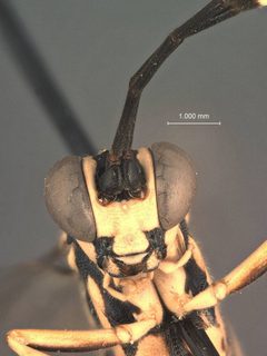Cryptanura boliviensis by the Smithsonian. Used under a CC0 license.